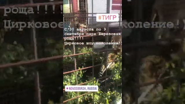 Тигры в цирке  шапито Звёздный