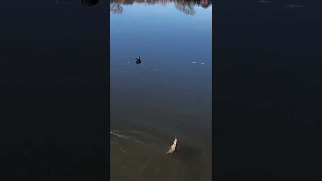 Первый ВЕСЕННИЙ ЛЕЩ на ФИДЕР смотреть онлайн