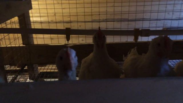 Курятник для бройлеров смотреть онлайн