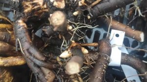 Деленки пионов