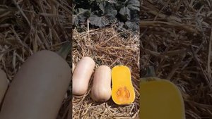 Тыква "Плуто" компании "САКАТА"