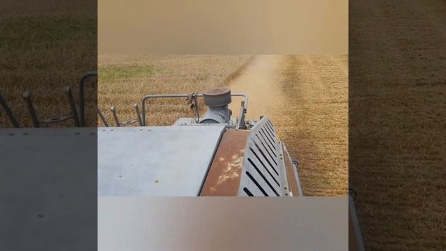 Уборка озимой пшеницы 2021. Комбайн Вектор 410.