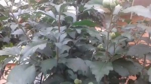 Hibiscus syriacus [White Chiffon]..