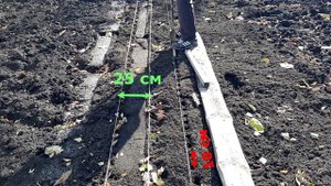 Осенняя посадка чеснока от А до Я. Все тонкоси озимой посадки.