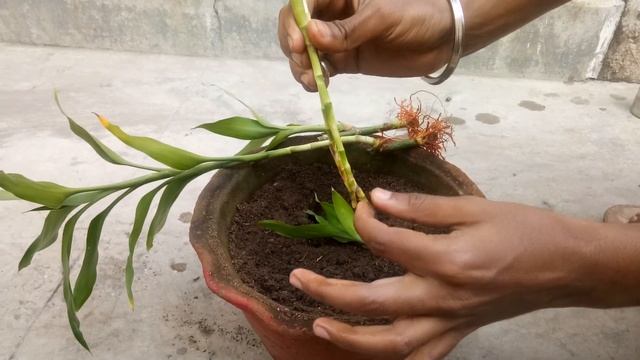 How To Propagate LUCKY BAMBOO// In Soil. смотреть онлайн