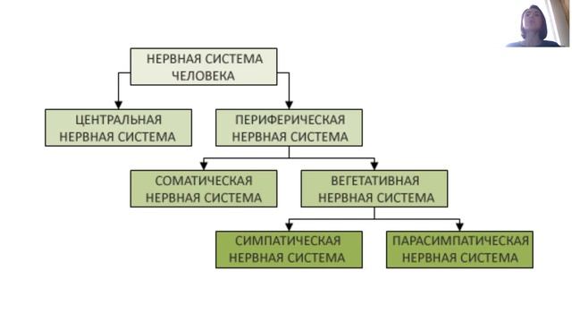 Классификация нервной системы: центральная и периферическая, соматическая и вегетативная