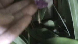 Цветы дендробиума Nopporn Starbright, Pink