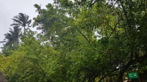 Мальдивы. Fihalhohi Island Resort. Первый день и дождь на острове