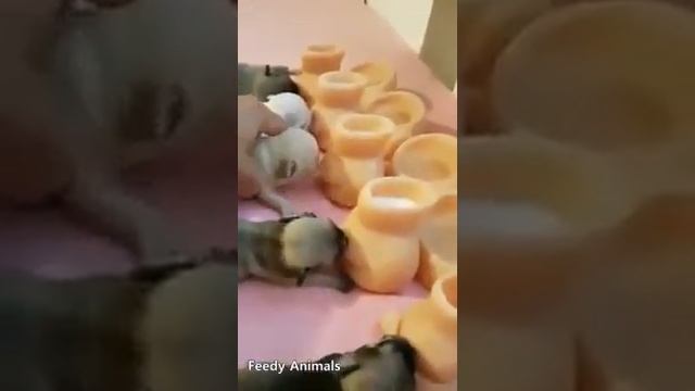 Отличная идея для выкармливания котят, щенков и прочих детенышей смотреть онлайн