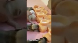 Отличная идея для выкармливания котят, щенков и прочих детенышей