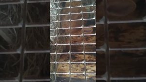 кролики панон и бургундская породы