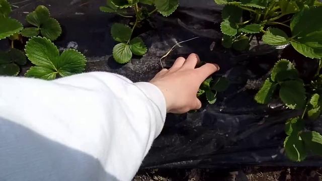 Как пережила клубника мороз... (краткий обзор) смотреть онлайн