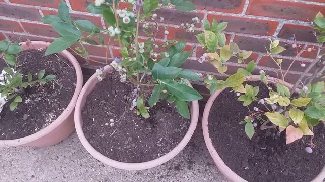 Mid Summer UK gardening! July 2019. смотреть онлайн