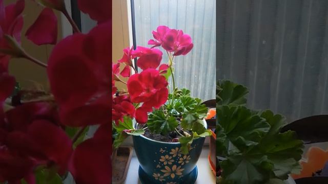 Цветение замиокулькаса! смотреть онлайн