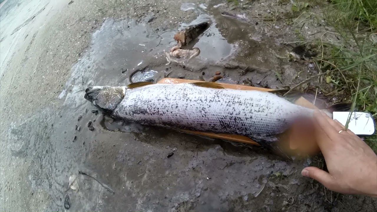 Чистим рыбу Керхером