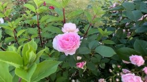 Работы в саду.  Макушка лета. Роза Розенхольм. 16 июля 2023 г. #Rosenholm #DomainedeCourson