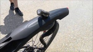 Snake on the bike  |  Амурский полоз залез на велосипед