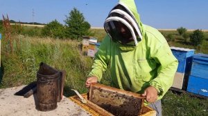 Отбираем мед с разнотравья. Что по меду.