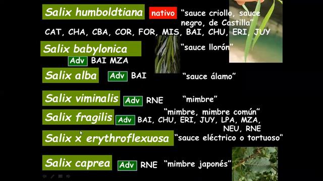 Segunda clase 22 de sept 2020 SEPALOIDEANOS смотреть онлайн