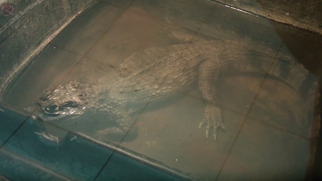 zoo3 разные животные смотреть онлайн