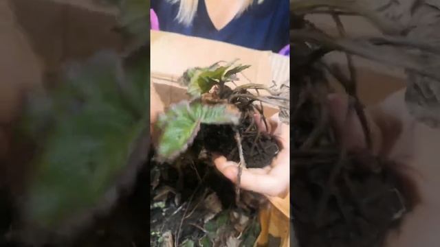 Получили посылку с саженцами клубники Альба. Распаковка. 1000 кустов. смотреть онлайн