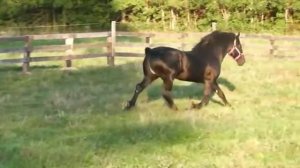 Yoder Farm's Duke's Running Free