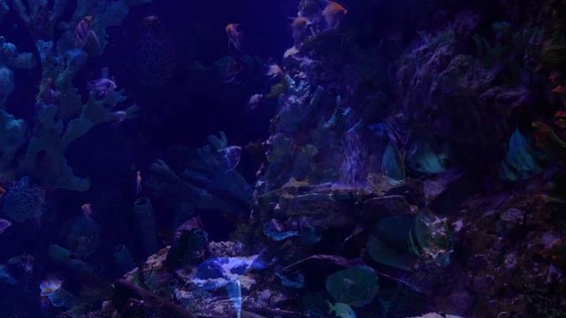Лучшая Успокаивающая Музыка Расслабляющий Аквариум AQUARIUM WITH RELAXATION MUSIC смотреть онлайн
