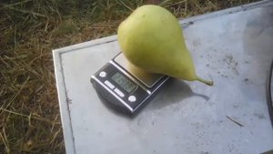Сорт груши Конференция, плодоношение в Воронежской области!