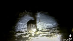 Подводная охота