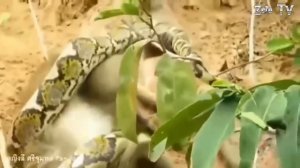 Гигантские львы и питоны выходят на охоту