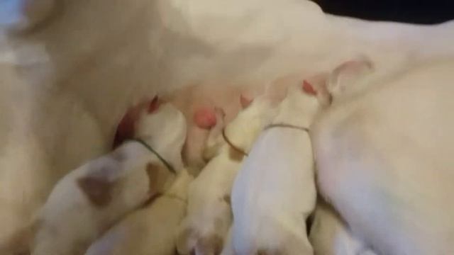 Щенки Поденко ибиценко. Puppies Podenco ibicenco. смотреть онлайн