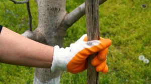 Пасхальные куличи и пасхальные яйца в деревне Азербайджанская Кухня Деревенская Кухня  Рецепты