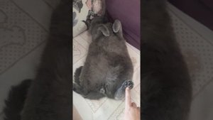 Коту  нравится ЩЕКОТКА ПЯТОЧЕК / Большой смешной шотландский котик / КОШКИН ДОМ