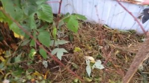 Подготовка РЕМОНТАНТНОЙ МАЛИНЫ к зиме !!!