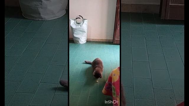 коты Сардинии?часть 1 