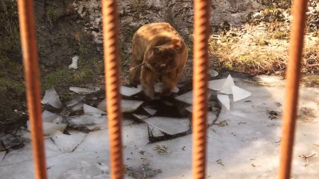 Медведь Тима развлекает себя как может. смотреть онлайн