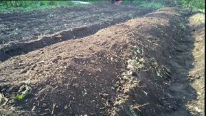 БАТАТ ВЫРАЩИВАНИЕ. Посадка рассады батата в открытый грунт в Башкирии (в гребни) ч.3