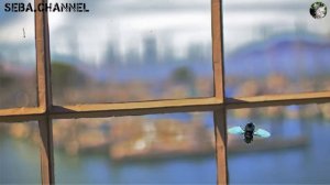 ИГРА МУХА ➤ ИГРА ДЛЯ КОШЕК И КОТОВ ➤ НА ВИДЕО МУХА ЛЕТАЕТ ПО ЭКРАНУ И ЖУЖЖИТ ➤ ОКНО