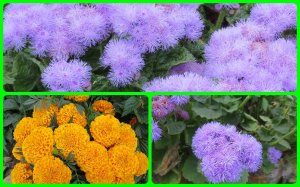 Остатки летней красоты.Красивая осень. ЦВЕТЫ- МНОГО ЦВЕТОВ Заготовка овощных заморозок. Elenitka Уфа