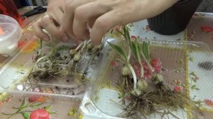 Лилии из чешуек