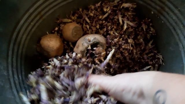 картошка "РИВЬЕРА" и "АРИЗОНА" .обрываем ростки. смотреть онлайн