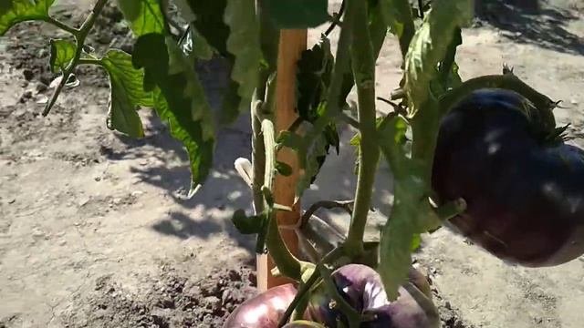 Томаты с антоцианом