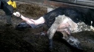 Роды коровы. Мужик помогает