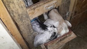 Ещё один кот. Козы. Как кормить козлят в  3 месяца. С выгулом проблема.
