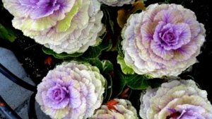 Нужно ли срывать листья у капусты. Особенности выращивания капусты.