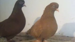 Голуби Кубани