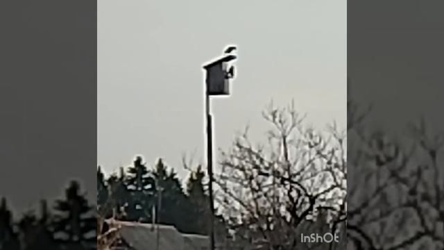 Скворцы