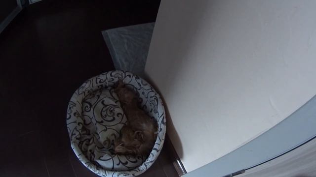 Кожаная Свадьба 2020 смотреть онлайн