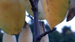 Еще один вредитель наших садов"Буйволовидная  цикадка"