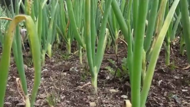 Лук Будет Огромным и крупным На Зависть Всем Соседям! Полейте этим лук смотреть онлайн